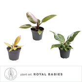 plant set: Royal Babies main product photo on white background.
