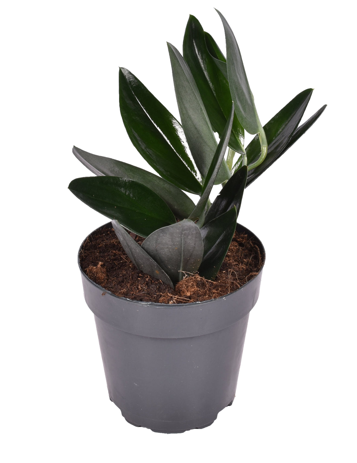 Pflanzenset : Scindapsus collection vor weißem Hintergrund, Produktfoto 4.