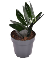 Pflanzenset : Scindapsus collection vor weißem Hintergrund, Produktfoto 4.