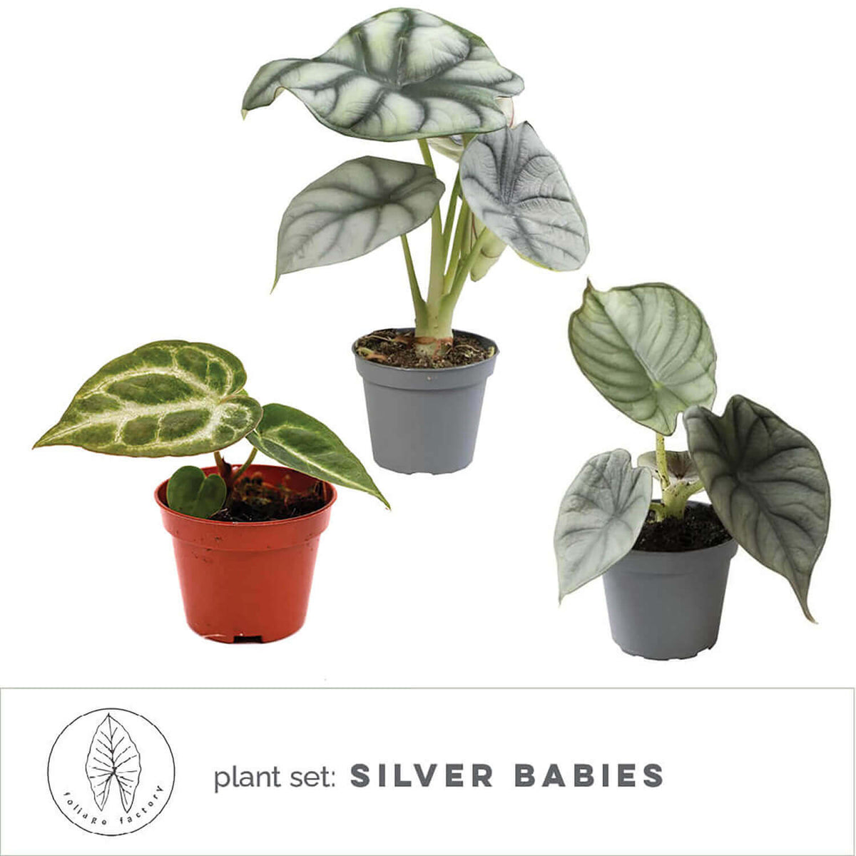 plant set: Silver babies main product photo on white background.