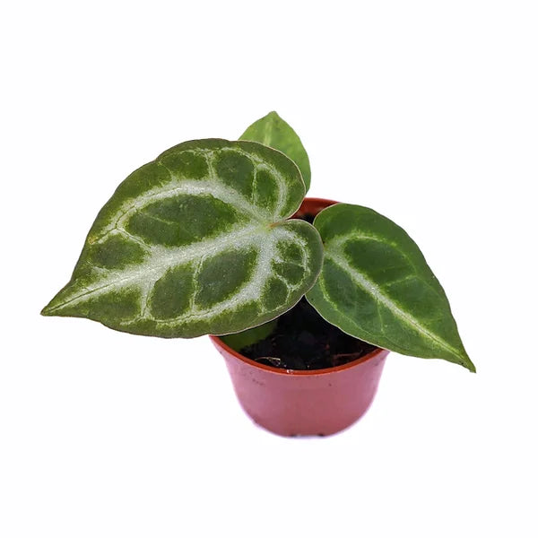 plant set: Silver babies on white background, product photo 4.