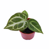 plant set: Silver babies on white background, product photo 4.