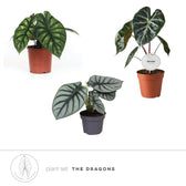 Pflanzenset : The Dragon Alocasias – Blattdetail vor weißem Hintergrund..