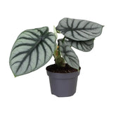 Pflanzenset : The Dragon Alocasias Zimmerpflanze im Anzuchttopf vor weißem Hintergrund, Produktfoto 4.
