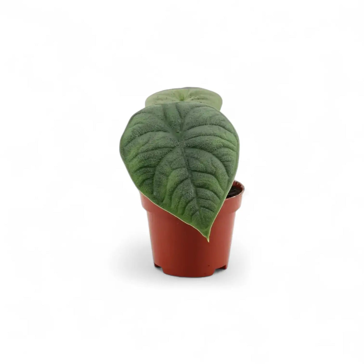 plant set: The Maharani Family potted houseplant in nursery pot on white background, product photo 2.