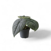 plant set: The Maharani Family potted houseplant in nursery pot on white background, product photo 3.