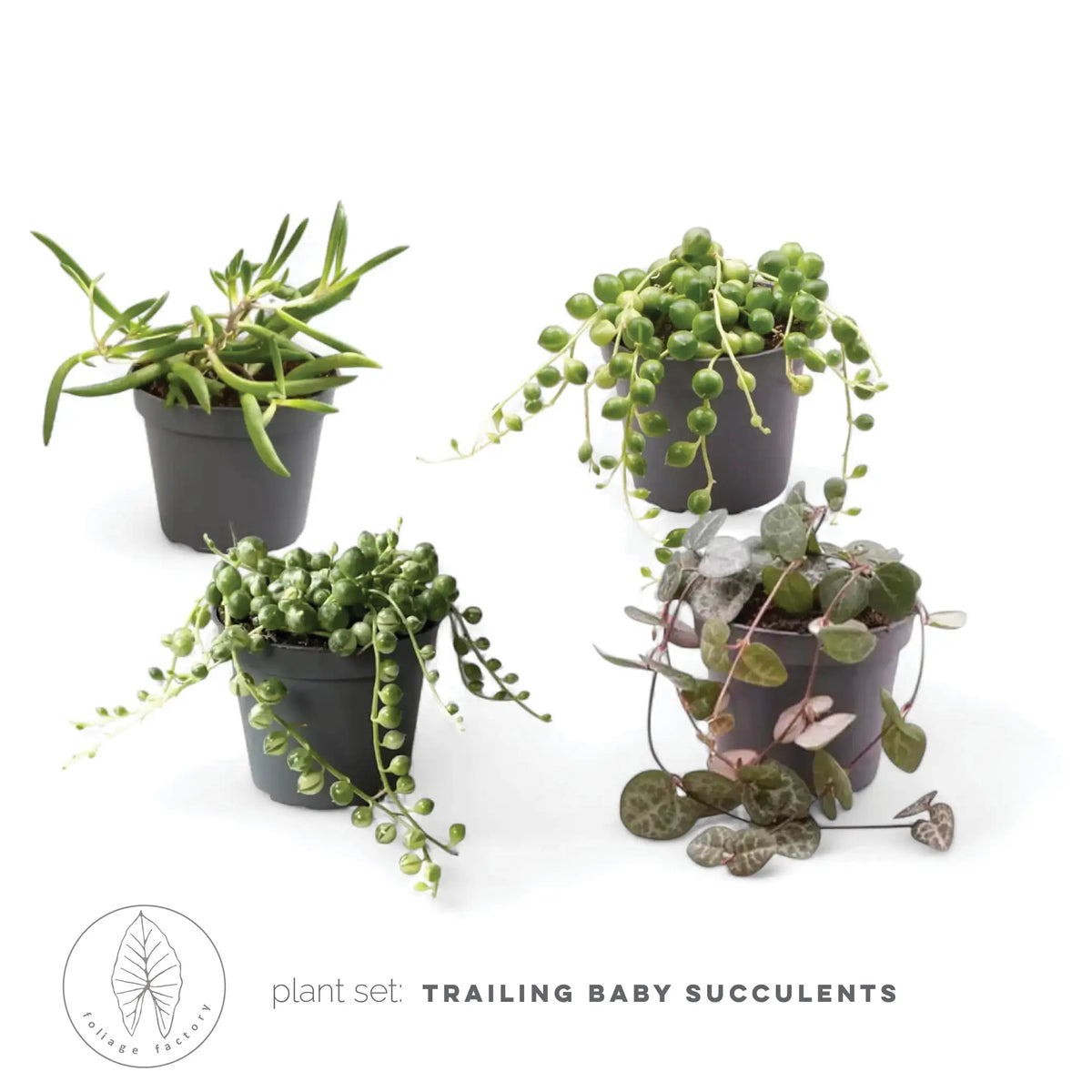 Pflanzenset : Trailing Baby Succulents Hauptproduktfoto vor weißem Hintergrund.