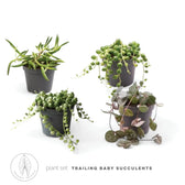 Pflanzenset : Trailing Baby Succulents Hauptproduktfoto vor weißem Hintergrund.