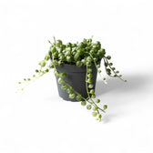 Pflanzenset : Trailing Baby Succulents vor weißem Hintergrund, Produktfoto 2.