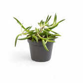 Pflanzenset : Trailing Baby Succulents vor weißem Hintergrund, Produktfoto 3.