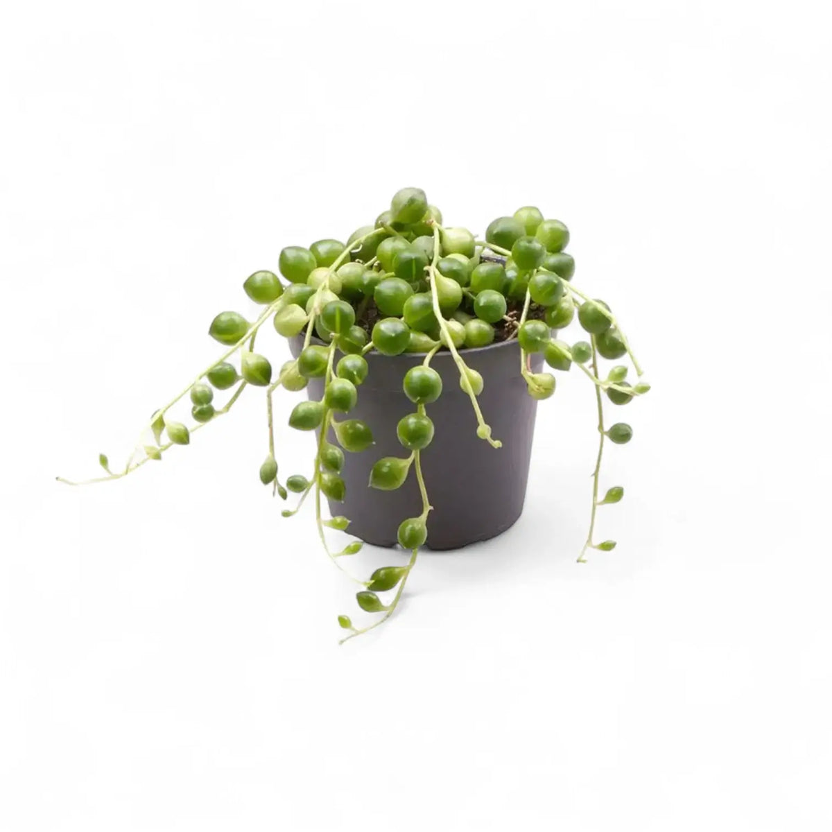 Pflanzenset : Trailing Baby Succulents vor weißem Hintergrund, Produktfoto 4.