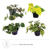 plant set: Trailing Philos leaf close-up on white background.