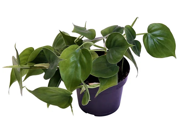 plant set: Trailing Philos potted houseplant in nursery pot on white background, product photo 3.