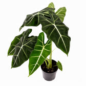 plant set: Velvet Foliage potted houseplant in nursery pot on white background, product photo 2.