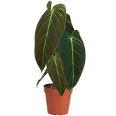plant set: Velvet Foliage potted houseplant in nursery pot on white background, product photo 4.