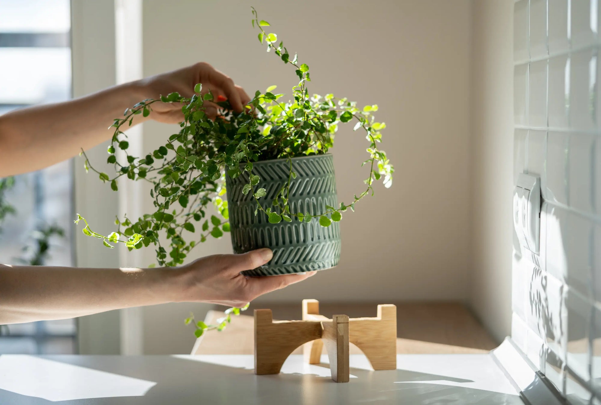 Person holding a potted plant against the light in a home setting