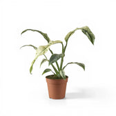 Rhaphidophora puberula variegata – Topfpflanze im Kulturtopf vor weißem Hintergrund, Produktfoto