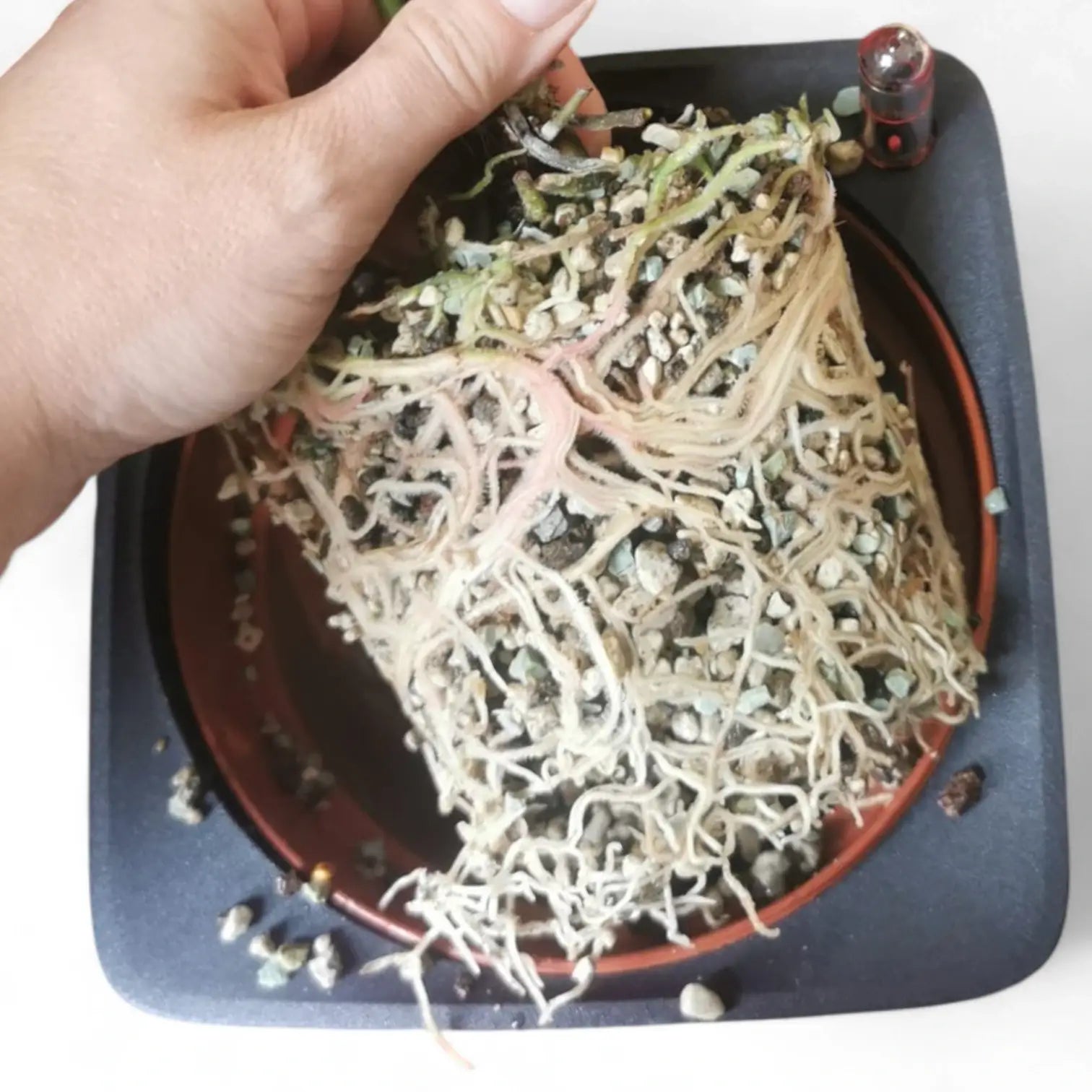 Hand hält eine Pflanze in Hydrokultur-Substrat über einem Selbstbewässerungstopf