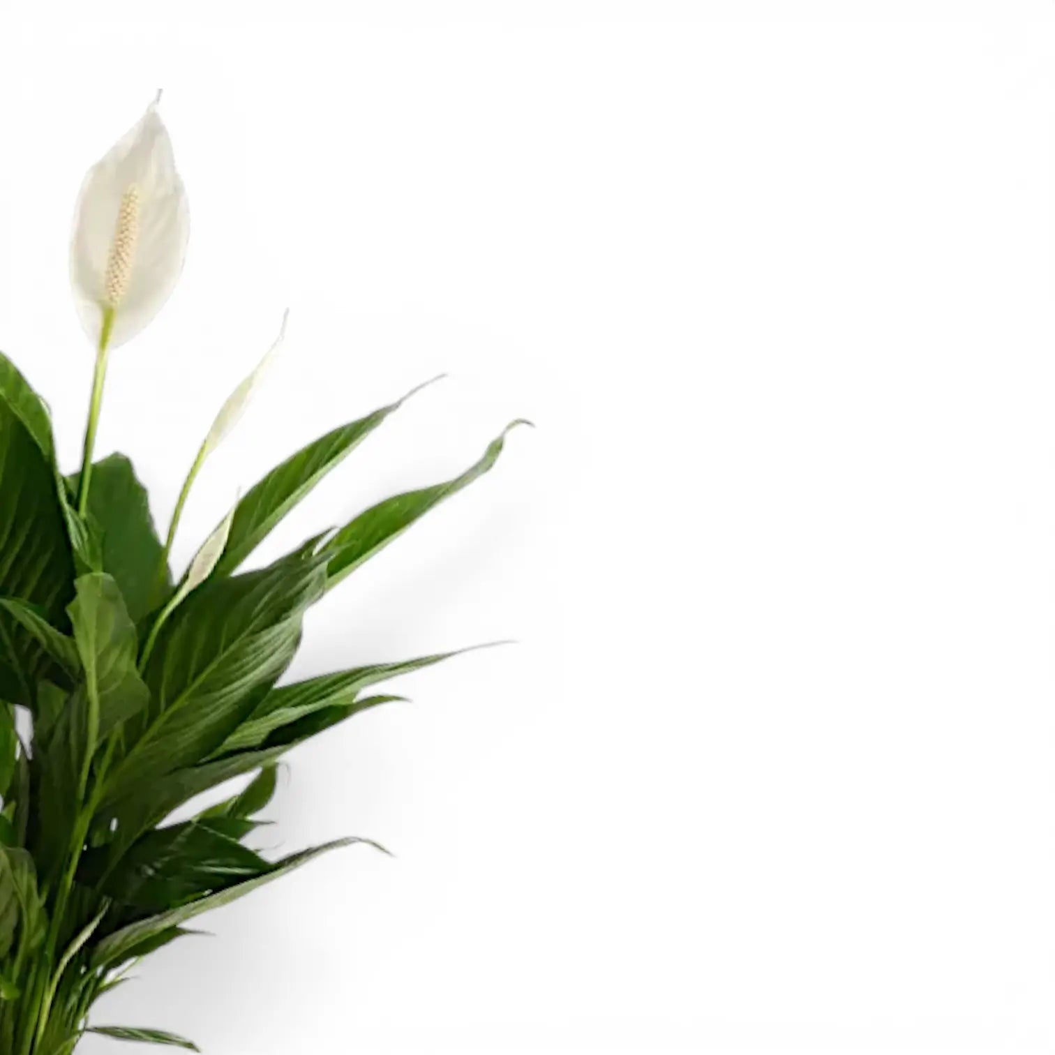 Spathiphyllum Pearl Cupido  potted houseplant in nursery pot on white background, product photo 1.