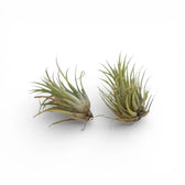 Tillandsia ionantha