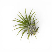 Tillandsia ionantha