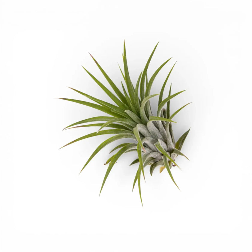 Tillandsia ionantha