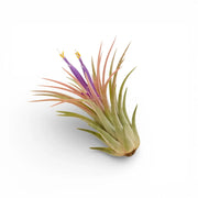 Tillandsia ionantha