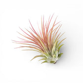 Tillandsia ionantha
