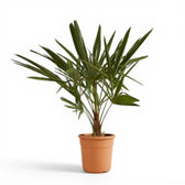 Trachycarpus fortuneii potted houseplant in nursery pot on white background, product photo 4.