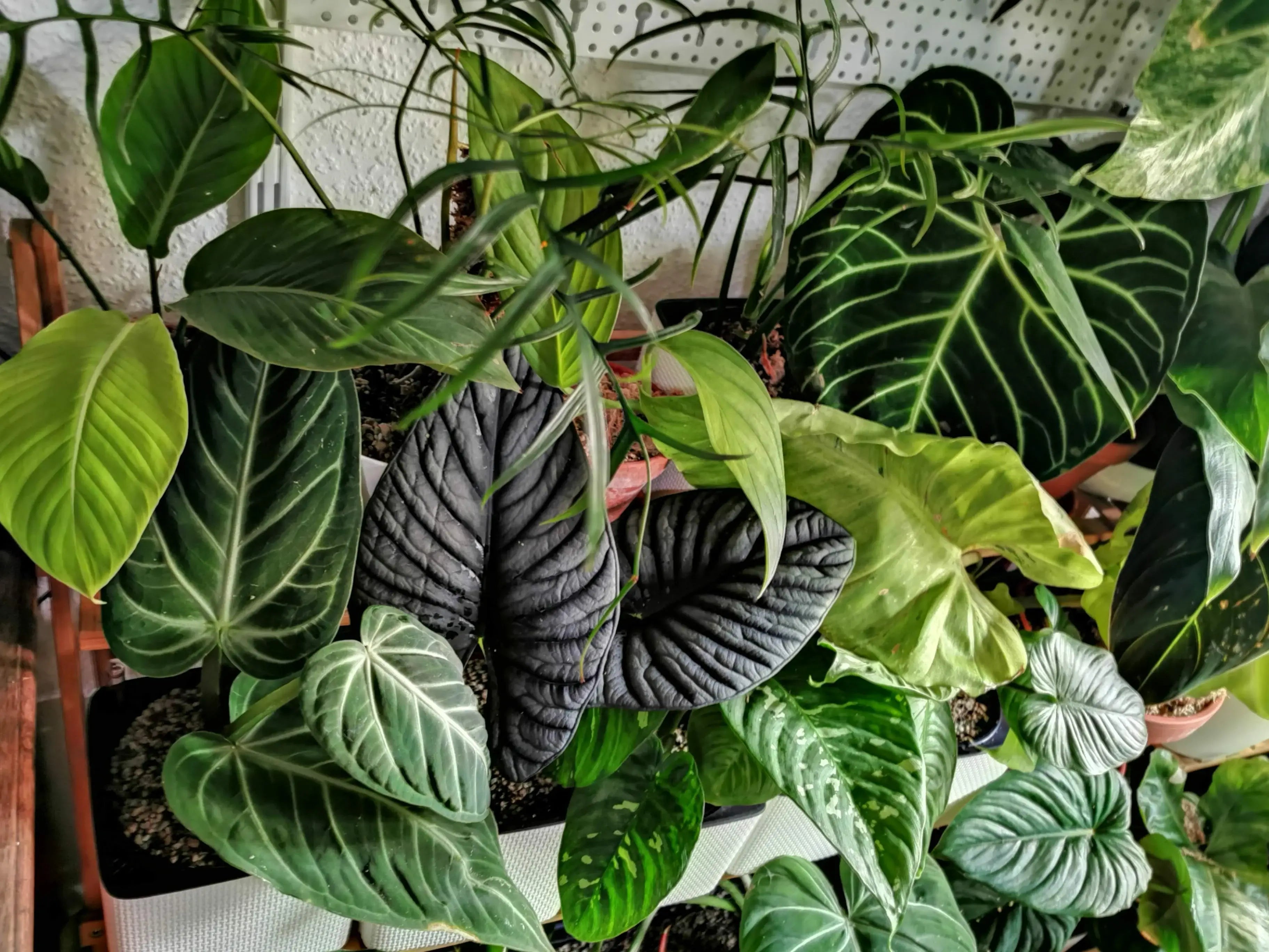 Collection of various green houseplants - Anthurium, Philodendron and Alocasia, potted on a shelf